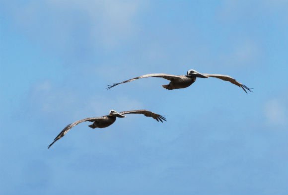 Pelicans in flight, Palos Verdes, California