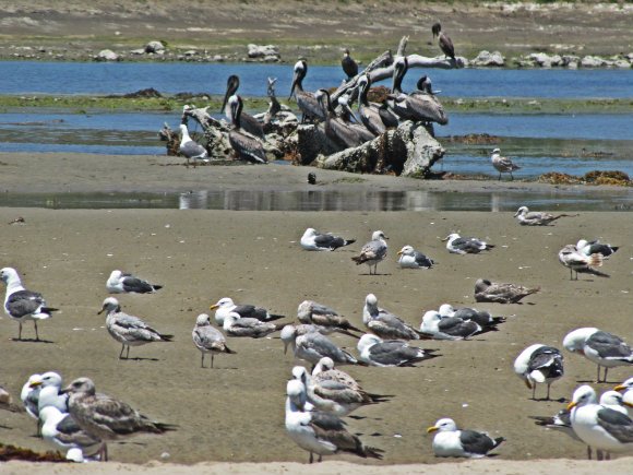 Pelicans and seagulls at Malibu Lagoon, Malibu Creek State Beach, Malibu, California
