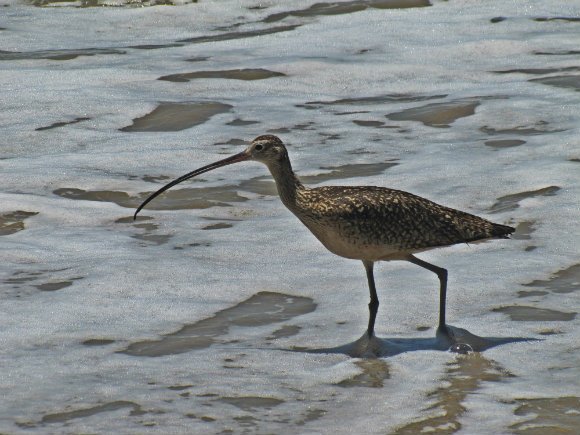 Bird, Crystal Cove State Park, Laguna Beach, California