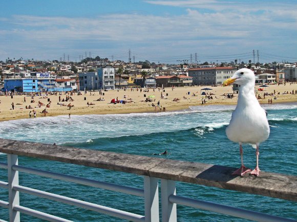 Seagull at Pier, Hermosa Beachseen from pier