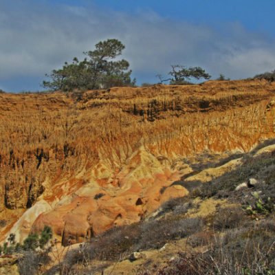 Torrey Pines: Rare Trees, Hikes and Trails