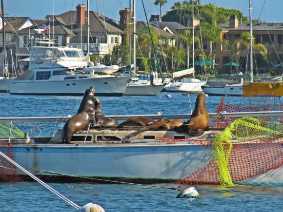 Sea lions 'vandalizing' boats, Balboa Island, Newport Beach, California