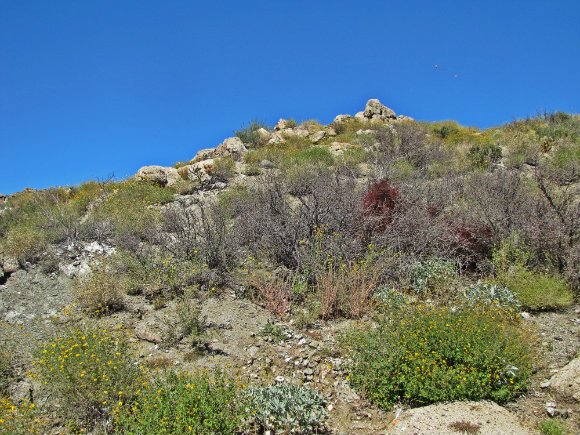 Desert Scenery, Hwy 78 near Borrego Springs, California