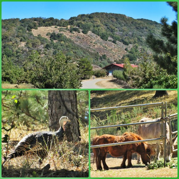 Things to do in Julian, California