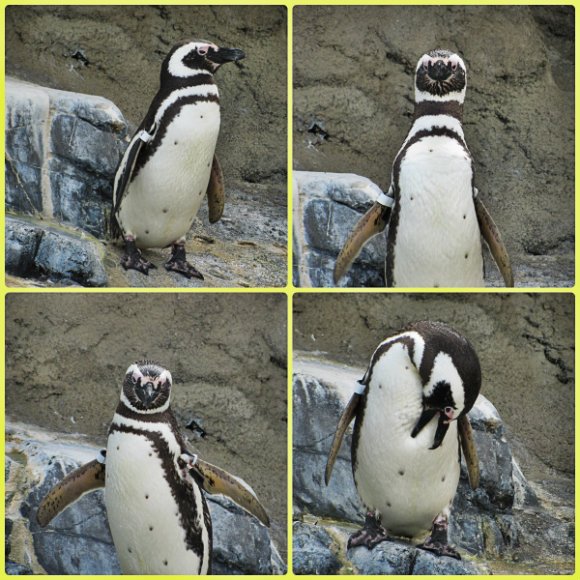 Penguin, Aquarium of the Pacific, Long Beach, California