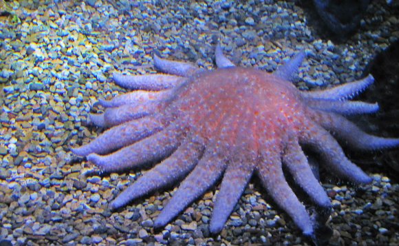 Sea star Aquarium of the Pacific, Long Beach, California