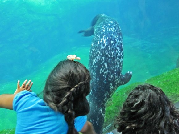 Girls interacting with harbor seal, Aquarium of the Pacific, Long Beach, California