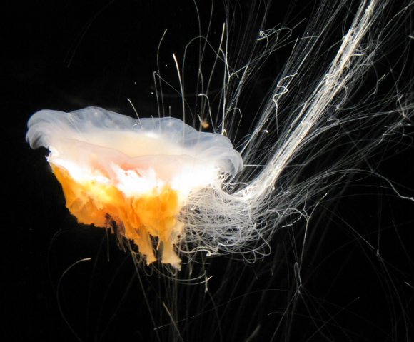 Lion Mane Jellyfish, Aquarium of the Pacific, Long Beach, California