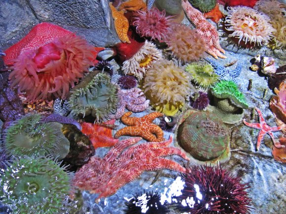 Anemones and starfish, Aquarium of the Pacific, Long Beach, California