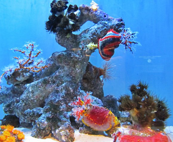 Colorful sea cucumbers, Aquarium of the Pacific, Long Beach, California