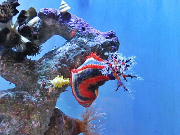 Blue, red and white sea cucumber, Aquarium of the Pacific, Long Beach, California