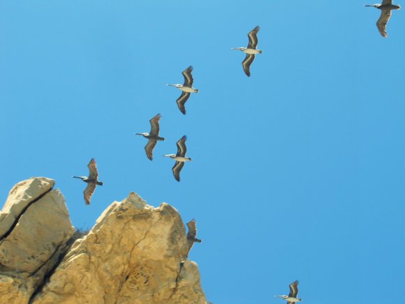 Pelicans, Little Corona del Mar, Newport Beach, California