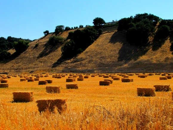 Rolling hills of the Santa Ynez Valley, Santa Barbara County, California