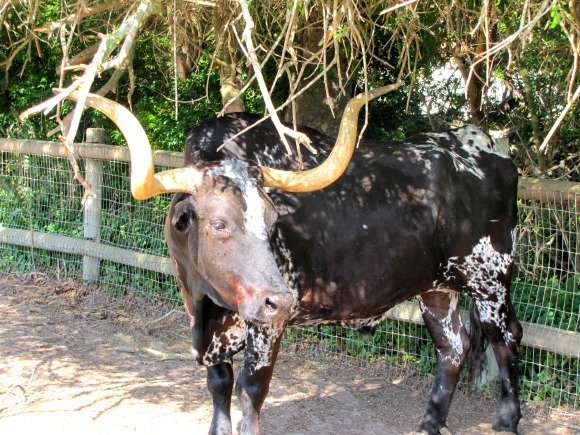 Bull, La Purisima Mission, Lompoc, California