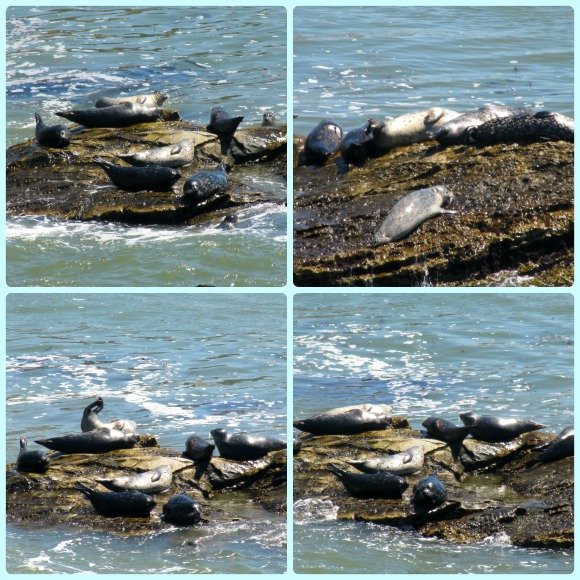 Harbor Seals, Shell Beach, California