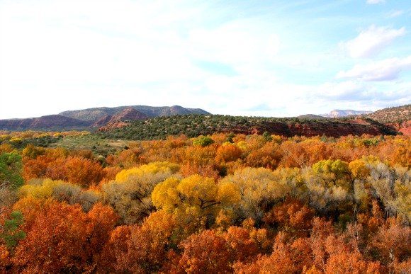Oak Creek and Fall Colors, Sedona, Arizona