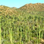 Saguaro National Park, Cactus, Tucson, Arizona