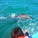 Whale Watching, Ojo de Liebre Lagoon, Guerrero Negro, Baja California, Scammon's Lagoon