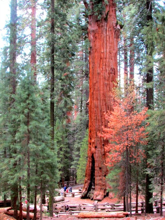 General Sherman Trail, Sequoia National Park, California