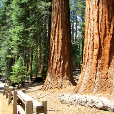 Sequoias: Largest Trees in the World