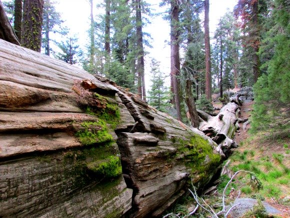 General Sherman Trail, Sequoia National Park, California