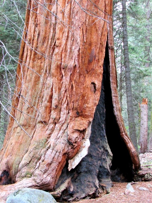 Congress Trail, Sequoia National Park, California