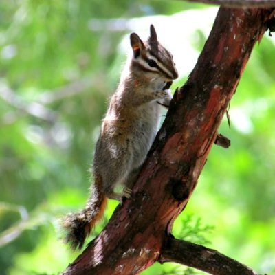 Sequoia National Park: Tokopah Falls