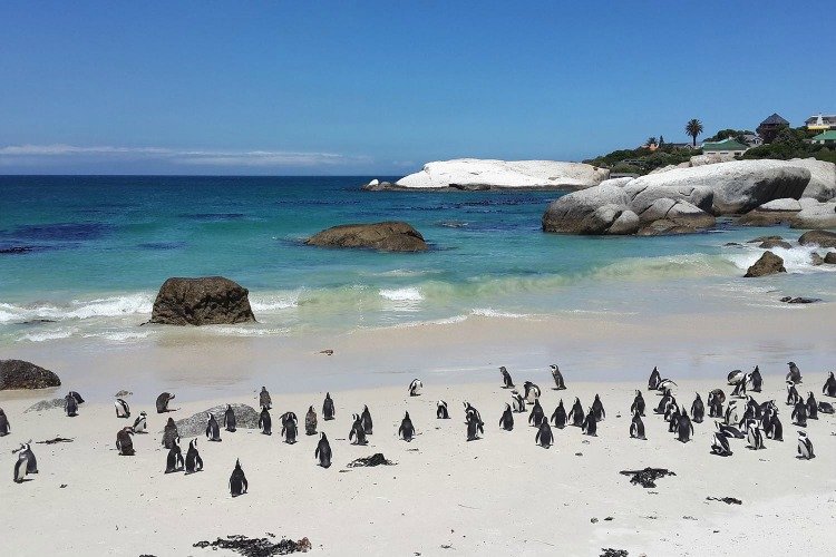 Cape Town South Africa, Guide, Must Sees, Sighseeing