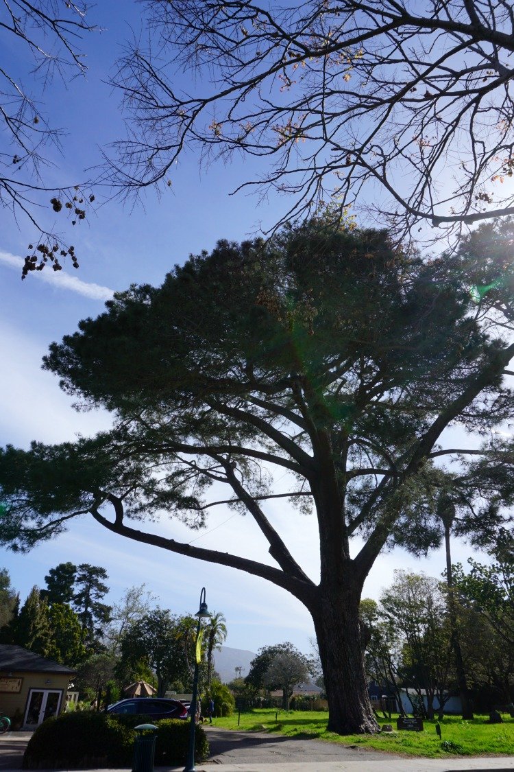 What to do in Carpinteria, World's Largest Torrey Pine, Carpinteria
