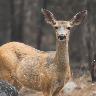 Top Things to Do in Kings Canyon National Park