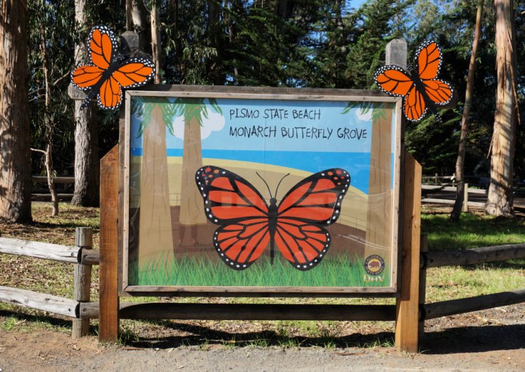 Pismo State Beach Monarch Butterfly grove, Pismo Beach, California