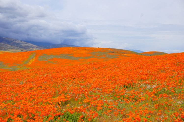 Antelope Valley Poppy Reserve, Lancaster, Things to do in Lancaster, California