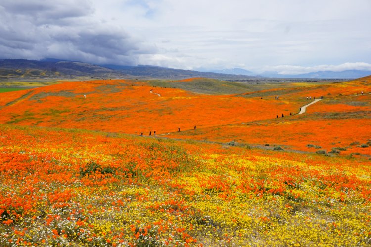 Antelope Valley Poppy Reserve, Lancaster, Things to do in Lancaster, California