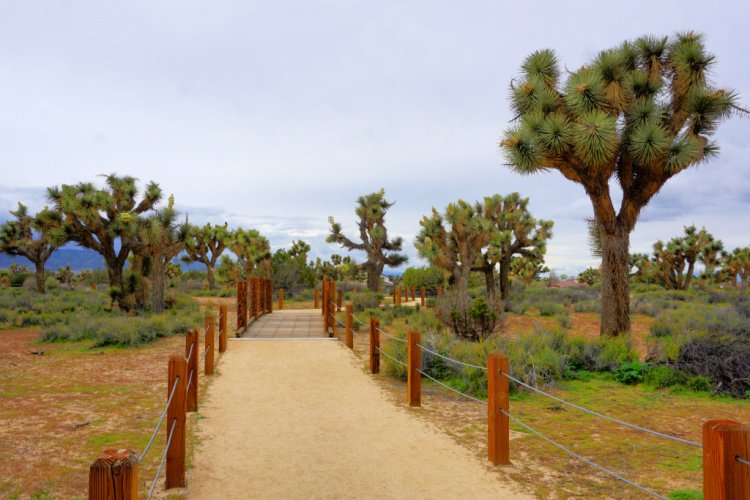  Joshua Trees and trails at the Prime Desert Woodland Reserve, Lancaster, California