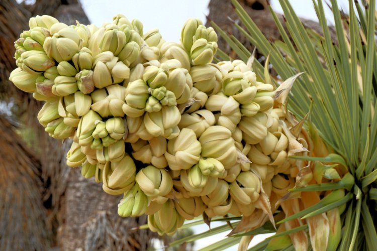 Joshua Tree Flowers, Prime Desert Woodland Reserve, Lancaster, Things to do in Lancaster, California