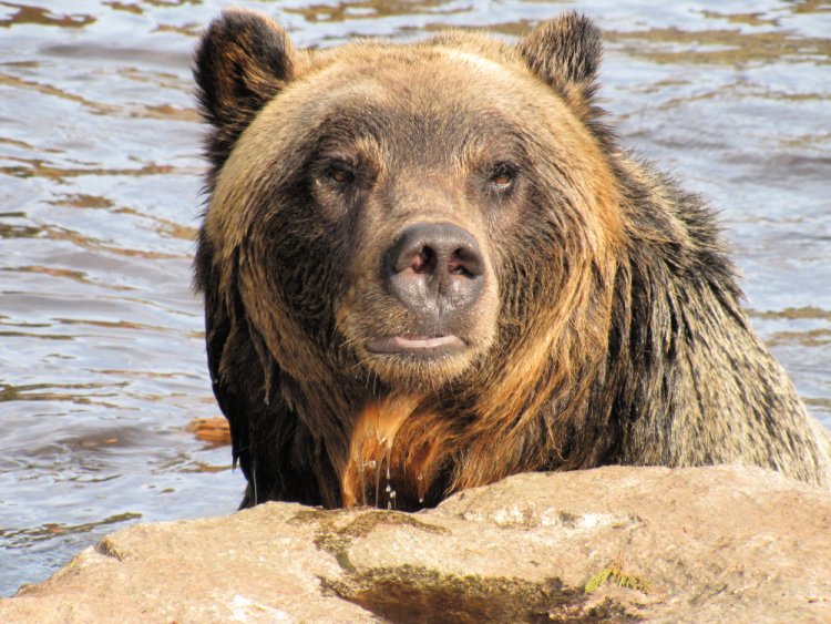 Bear at Grouse Mountain, North Vancouver, Canada