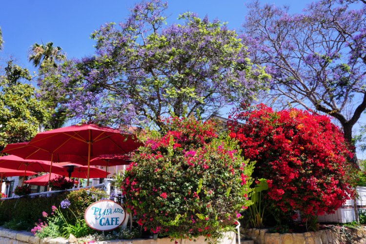 Cafe surrounded by flowers, Santa Barbara, California