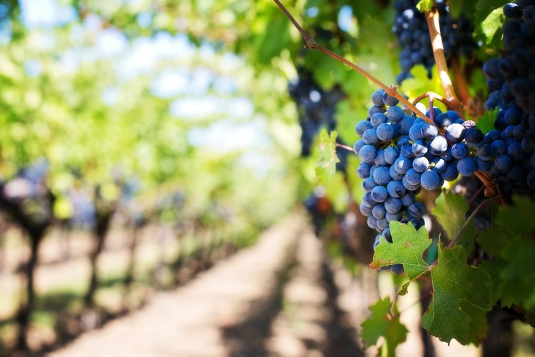 Red Grapes at Napa Valley, Caliofrnia