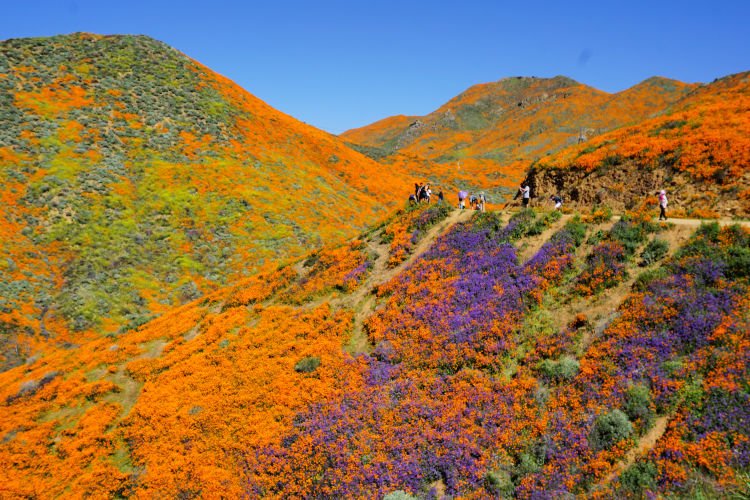 Poppy (flower) bloom near Lake Elsinore (Walker Canyon), California, Camping in Southern California