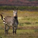 Garden Route Road Trip (South Africa) Itinerary, Cape Mountain Zebra