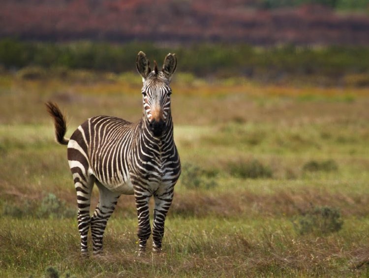 Garden Route Road Trip (South Africa) Itinerary, Cape Mountain Zebra