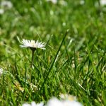 Dreams into reality, Grass and white flowers, Camping in Los Angeles County
