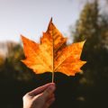Fall Leave, How to spend fall in San Diego