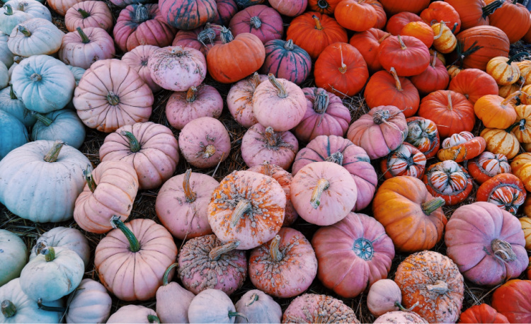Pumpkins in different colors