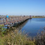 Bolsa Chica Ecological Reserve, Huntington Beach, California