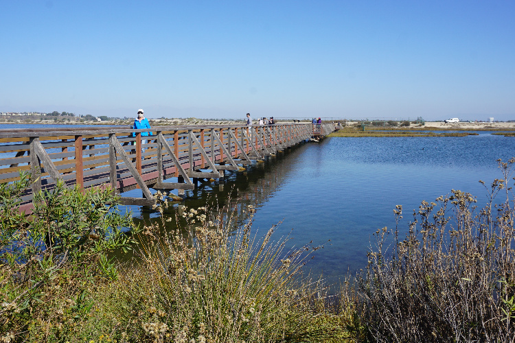 Bolsa Chica Ecological Reserve, Huntington Beach, California