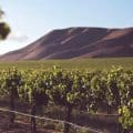 Best Wineries in San Luis Obispo